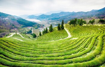 В Южной Корее пройдёт Фестиваль зелёного чая