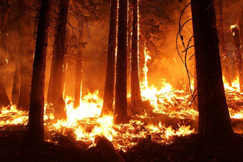 В Китае из-за лесного пожара эвакуированы около 11 000 человек 