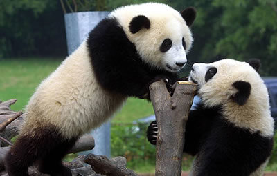 СМИ: Китай впервые за 60 лет передаст России двух панд для совместных исследований