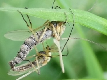 Исследователь ПГНИУ открыл девять новых видов комаров на островах Земли Франца-Иосифа
