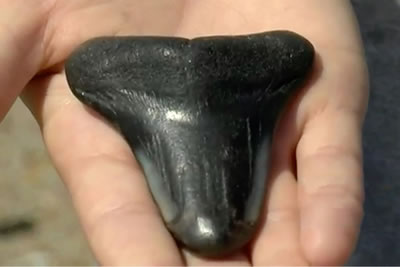 Школьница нашла зуб самой большой акулы в истории