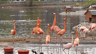 В Московском зоопарке фламинго выпустили в наружный вольер