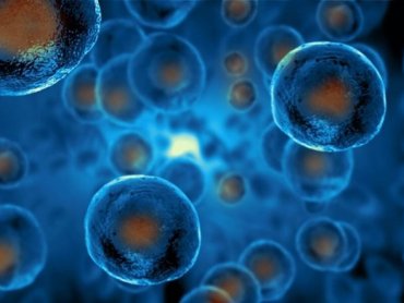 Учёные МГУ выяснили, как повысить эффективность лечения стволовыми клетками