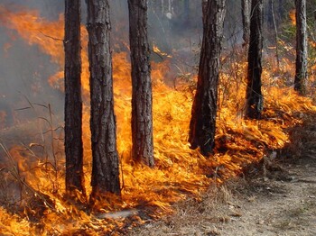 В заповедниках России от пожаров пострадало около 30 000 га  